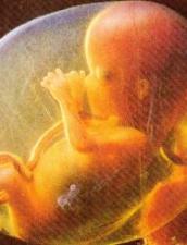 feto-de-cuatro-meses