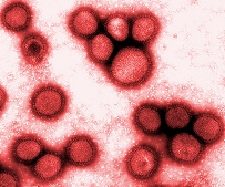 virus-gripe-a