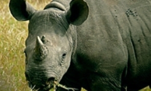 rinoceronte-negro