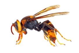 Avispa asiatica