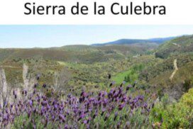 Incendios forestales y negocios: madera, energías renovables y restauración Sierra de la culebra
